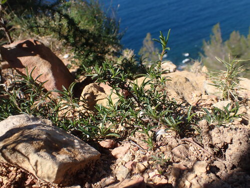 Image of Viola arborescens by (c) Franck Cabot, some rights reserved (CC BY)