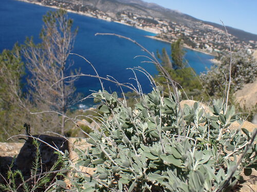Image of Anthyllis cytisoides by (c) Franck Cabot, some rights reserved (CC BY)