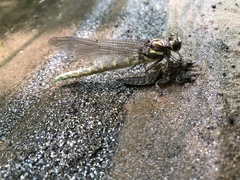 Progomphus obscurus
