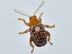 Blepharida jacobyana