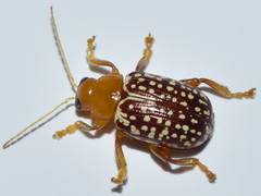 Blepharida jacobyana