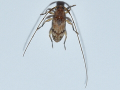 Urgleptes fasciatus
