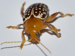 Blepharida jacobyana