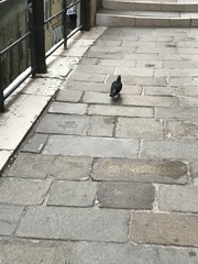 Columba livia domestica