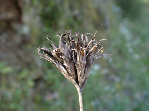Image of Dianthus balbisii by (c) Franck Cabot, some rights reserved (CC BY)