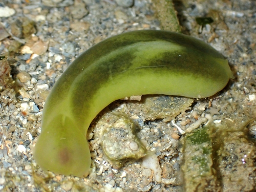 Phanerophthalmus luteus, 2025-03-27