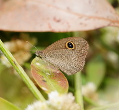 Ypthima arctous
