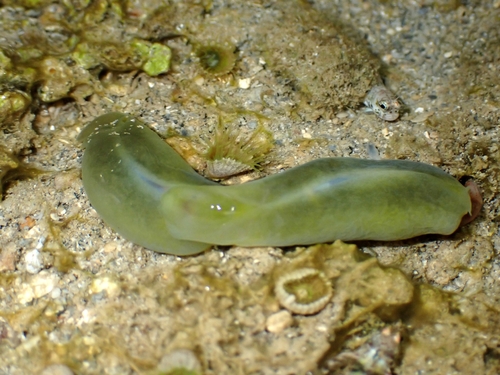 Phanerophthalmus luteus, 2025-03-27