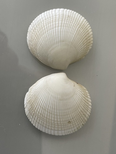 Codakia, 2025-04-14