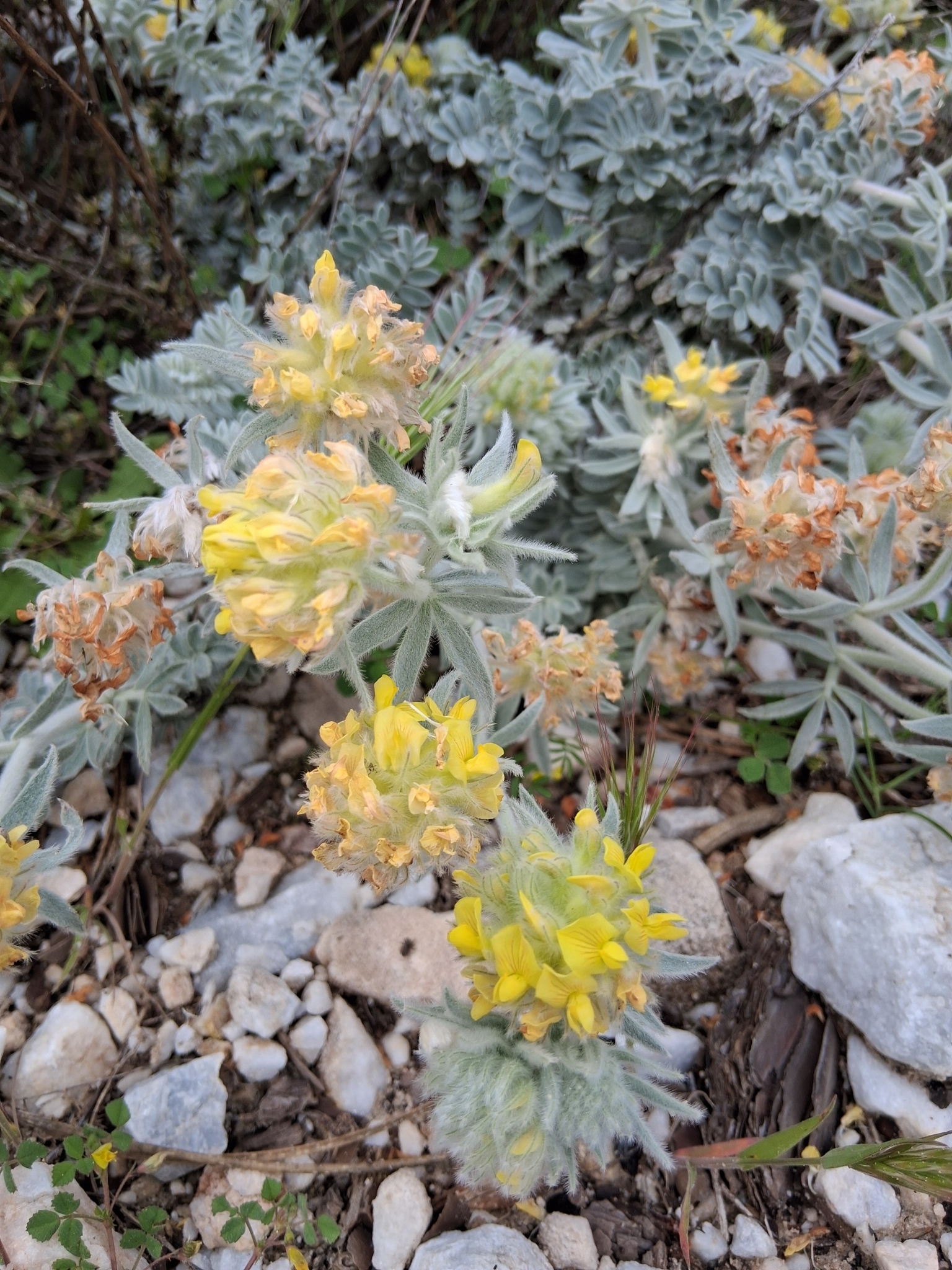 Imagem de Não há um nome popular amplamente reconhecido para "Anthyllis tejedensis" no Brasil