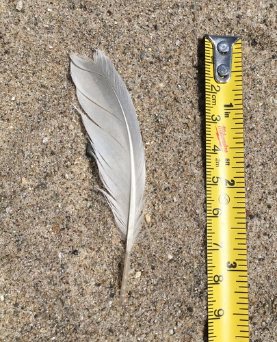 Plume de Sterne élégante