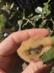 Heteroecus dasydactyli