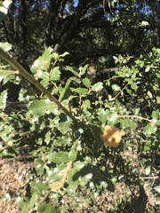 Heteroecus dasydactyli