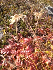 Geum glaciale