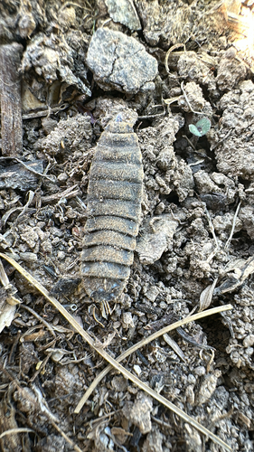 Unknown species found near W Kodiak Dr, Meridian, ID, US