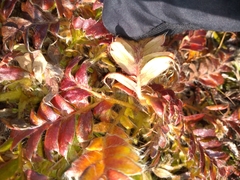 Geum glaciale