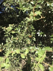 Heteroecus dasydactyli