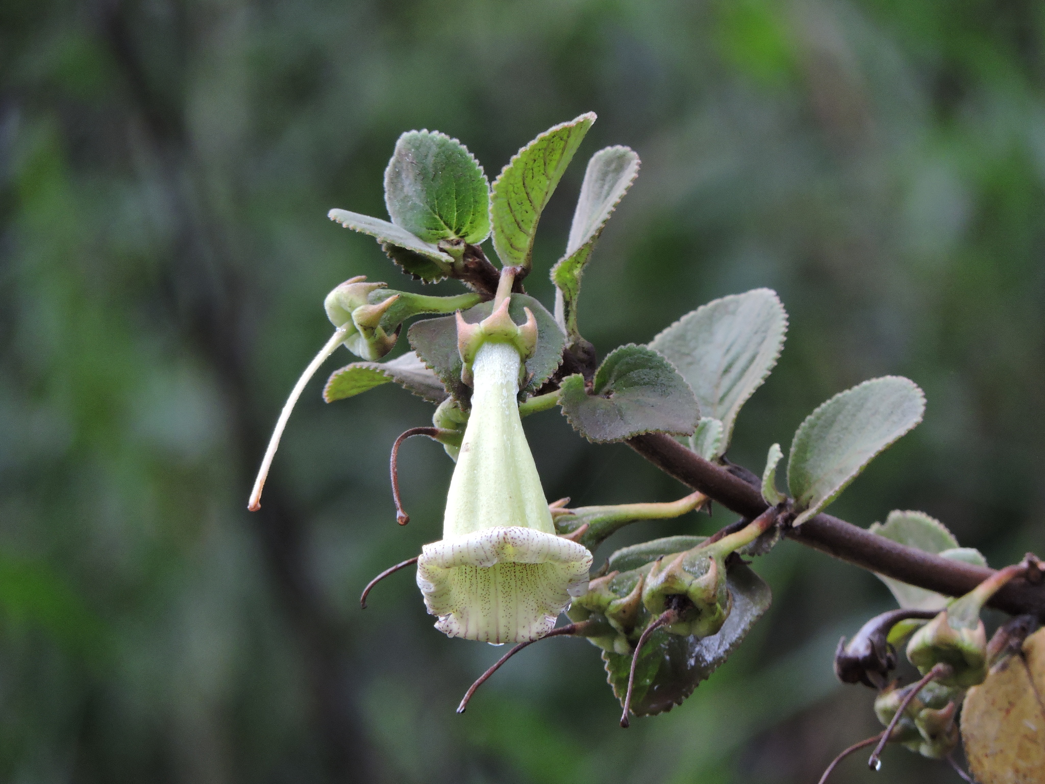 Paliavana sericiflora