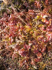 Geum glaciale