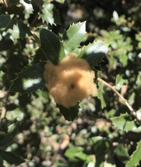 Heteroecus dasydactyli