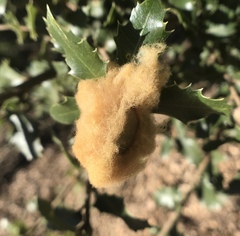 Heteroecus dasydactyli