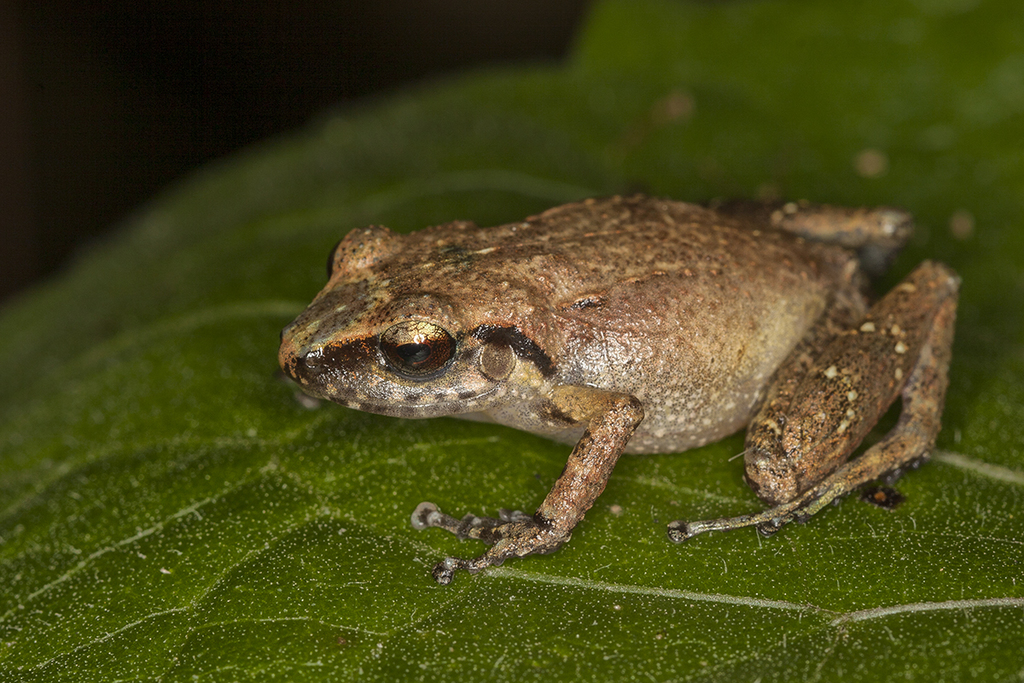 Hispaniolan Wheeping Frog