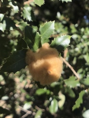 Heteroecus dasydactyli