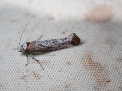 Pseudoswammerdamia combinella