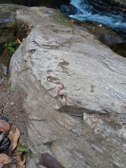 Apostolepis albicollaris