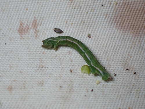 Pseudoterpna pruinata