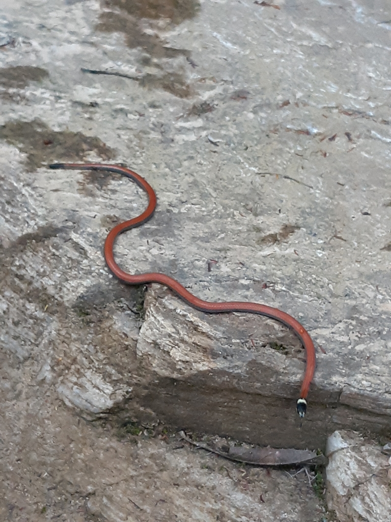 White-Collared Blackhead