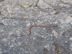 Apostolepis albicollaris