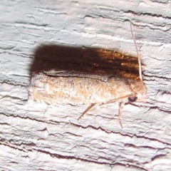 Pelochrista comatulana