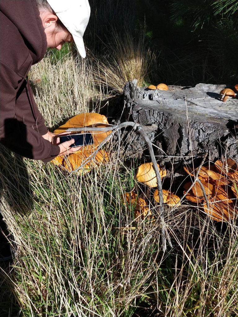 Gymnopilus junonius · April 2025 · photo: © felixcollins (iNaturalist, cc0)