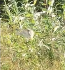 Parnassius clodius claudianus