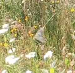 Parnassius clodius claudianus