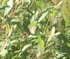 Parnassius clodius claudianus