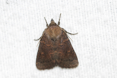 Pseudorthodes vecors