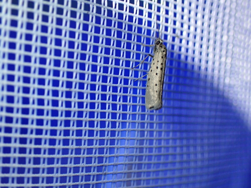 Yponomeuta sedella