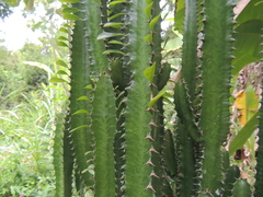 Euphorbia