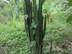 Euphorbia