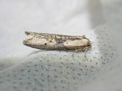 Doloploca punctulana
