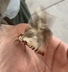 Citheronia splendens sinaloensis