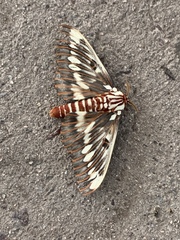 Citheronia splendens sinaloensis
