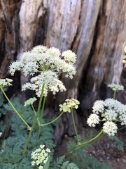 Ligusticum