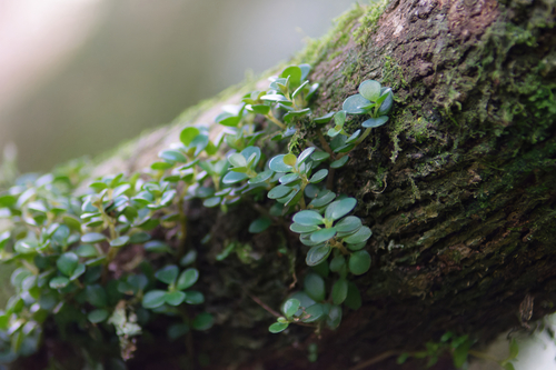Peperomia catharinae, photograph 4