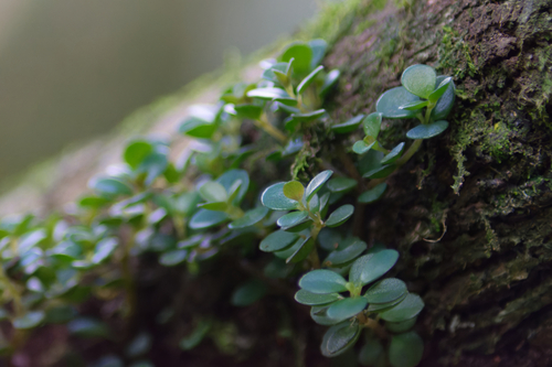 Peperomia catharinae, photograph 6
