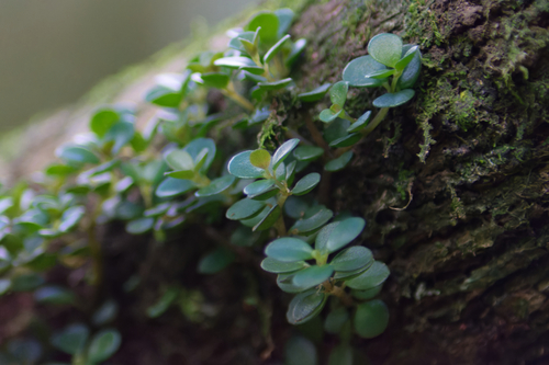 Peperomia catharinae, photograph 5