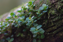 Peperomia catharinae, photograph Michel Pick, CC BY, iNaturalist via GBIF