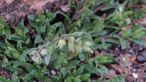 Nonea echioides, 2025-04-01
